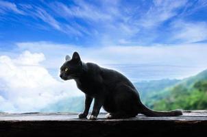 schwarz Katze mit Gelb Augen Sitzung draußen auf das hölzern Balkon suchen zu ein Seite mit natürlich Hintergrund. wolkig Tag foto