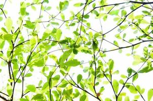 Baum Blatt von Natur verwenden wie Hintergrund, Öko Konzept foto