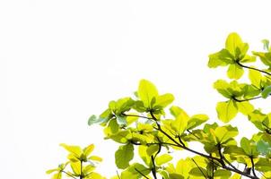 Grün Blatt Blätter Knospung im das Frühling zum Hintergrund, ein das Frühling natürlich Hintergrund , Öko Konzept foto