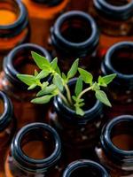 grüner Thymian in einer Flasche foto