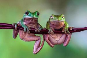 das australisch Grün Baum Frosch ranoidea caerulea, ebenfalls bekannt wie einfach Grün Baum Frosch im Australien, Weiße Baum Frosch, oder pummelig Baum Frosch foto