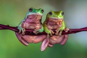 das australisch Grün Baum Frosch ranoidea caerulea, ebenfalls bekannt wie einfach Grün Baum Frosch im Australien, Weiße Baum Frosch, oder pummelig Baum Frosch foto