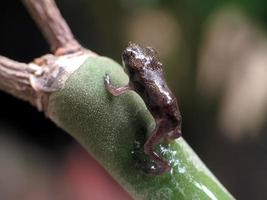 ein Frosch Jungtier auf ein Grün Blatt foto