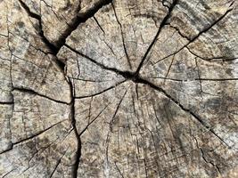 Textur von Baum Stumpf, Natur Holz zum Hintergrund. foto