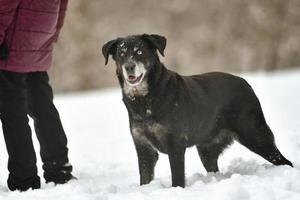 schwarzer Hund im Schnee foto