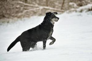 schwarzer glücklicher Hund, der im Schnee läuft foto