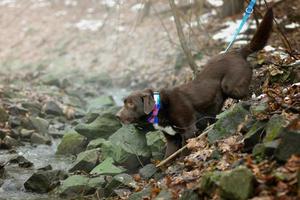 Hundewandern im Wald foto