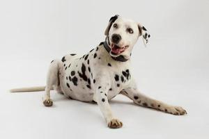 glücklicher dalmatinischer Hund, der lokal auf weißem Hintergrund im Studio liegt foto