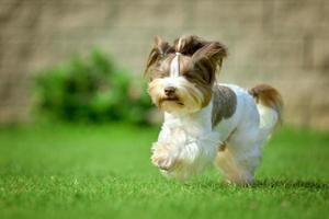 Yorkshire Terrier langes Haar läuft auf grüner Wiese im Park foto