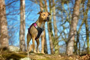 amerikanischer Pitbullterrier draußen foto