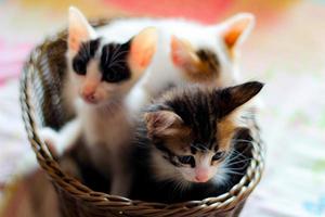 drei farbig Kätzchen im ein braun Korbweide Korb foto