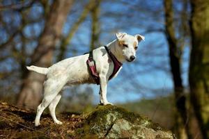 Porträt eines weißen Hundes, der auf einem Stein im Herbstwald steht