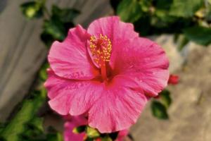 Rosa Hibiskus Blume mit isoliert Blätter auf verschwommen Vegetation Hintergrund foto