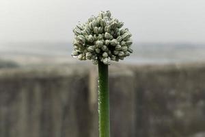 rot Zwiebel Pflanze Blume Blühen Nahansicht Hintergrund Bild foto