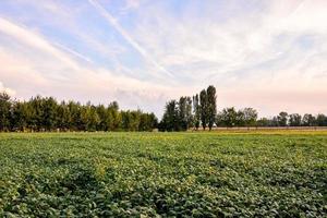 Blick auf das Feld foto