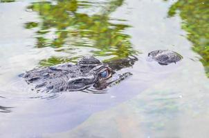 Alligatoren beim das Zoo foto