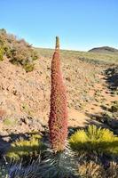 Landschaft auf Teneriffa, Spanien foto