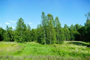 Wald im Schweden foto