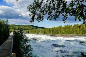 Wald im Schweden foto