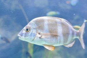 Fische im Aquarium foto