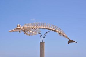 trocken Wal Säugetier Skelett - - Spanien 2022 foto