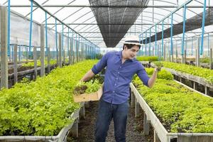 asiatisch lokal Farmer wachsend ihr besitzen Salat Grüner Salat im das Gewächshaus mit Bio Boden Ansatz zum Familie besitzen Geschäft und pflücken etwas zum Verkauf foto