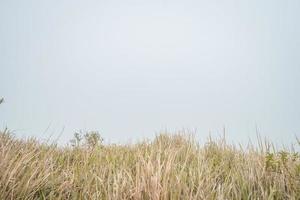 das Weg gehen zu Gipfel Berg, mit Savana und nebelig Schwingungen. das Foto ist geeignet zu verwenden zum Abenteuer Inhalt Medien, Natur Poster und Wald Hintergrund.