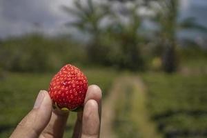 schließen oben Foto Erdbeere halten durch Farmer wann Ernte Jahreszeit auf das Hinterhof Garten malang. das Foto ist geeignet zu verwenden zum botanisch Poster, Hintergrund und Ernte Werbung.