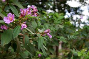 Melastom Malabathricum Blume wild Pflanze foto