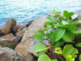 Ipomoea pes-caprae plantae foto