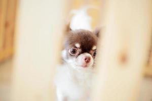 Hund im Käfig mit Unschärfehintergrund foto