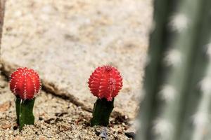 Kaktus auf dem Boden im Park foto