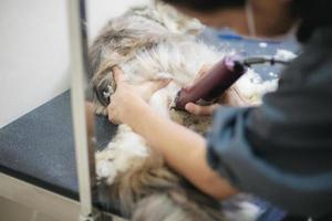 Frau, die Haare einer Katze auf Tisch schneidet foto