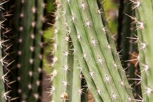 Kaktus mit Texturhintergrund