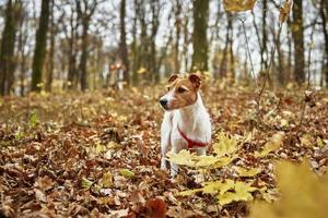 Hundespaziergang im Herbstpark foto