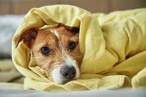 Trauriger Hund, der unter der Decke im Schlafzimmer liegt foto