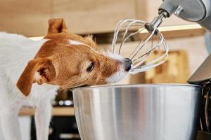 Hund lecken elektrischen Küchenmixer Schneebesen foto