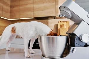 hund steckte seinen kopf in die schüssel des elektrischen mixers foto