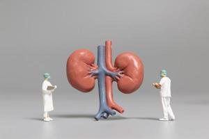 Miniaturarzt und Krankenschwester beobachten und diskutieren das menschliche Nieren-, Wissenschafts- und medizinische Konzept