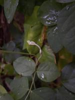 selektiv Fokus von Licht Grün Schmetterling Erbse schießt. foto