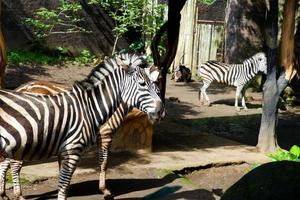 selektiv Fokus von Zebras Wer sind entspannend im ihr Käfige. foto