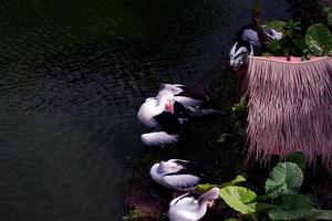 selektiv Fokus von Pelikane Schwimmen im das See. foto