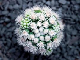 Kaktus-Arten Mammillaria Vetula Gracilis, Arizona-Schneekappe foto