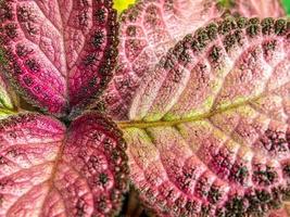 bunt Muster und Sanft Pelz auf das Blatt Oberfläche von das Teppich Pflanze foto