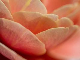 Nahansicht zart entfernt Schlagzeug Rose Blütenblätter wie Natur Hintergrund foto