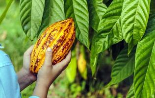 Landwirtschaft Gelb reif Kakao Schoten im das Hände von ein Junge Bauer, geerntet im ein Kakao Plantage foto