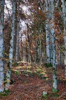 szenisch Wald Landschaft foto