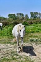 traben Weiß Pferd foto