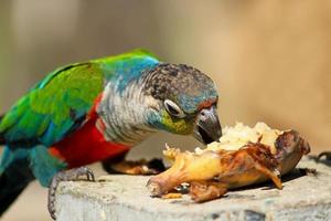 bunt Papagei genießen Essen Banane oder Essen einsam mit verschwommen Hintergrund. schließen oben ein schön Vogel, Tier Tierwelt und Fütterung Essen Konzept foto