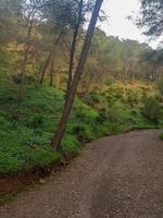 erkunden das Landschaft von ein natürlich Berg Fußweg unter das Kiefer Bäume foto